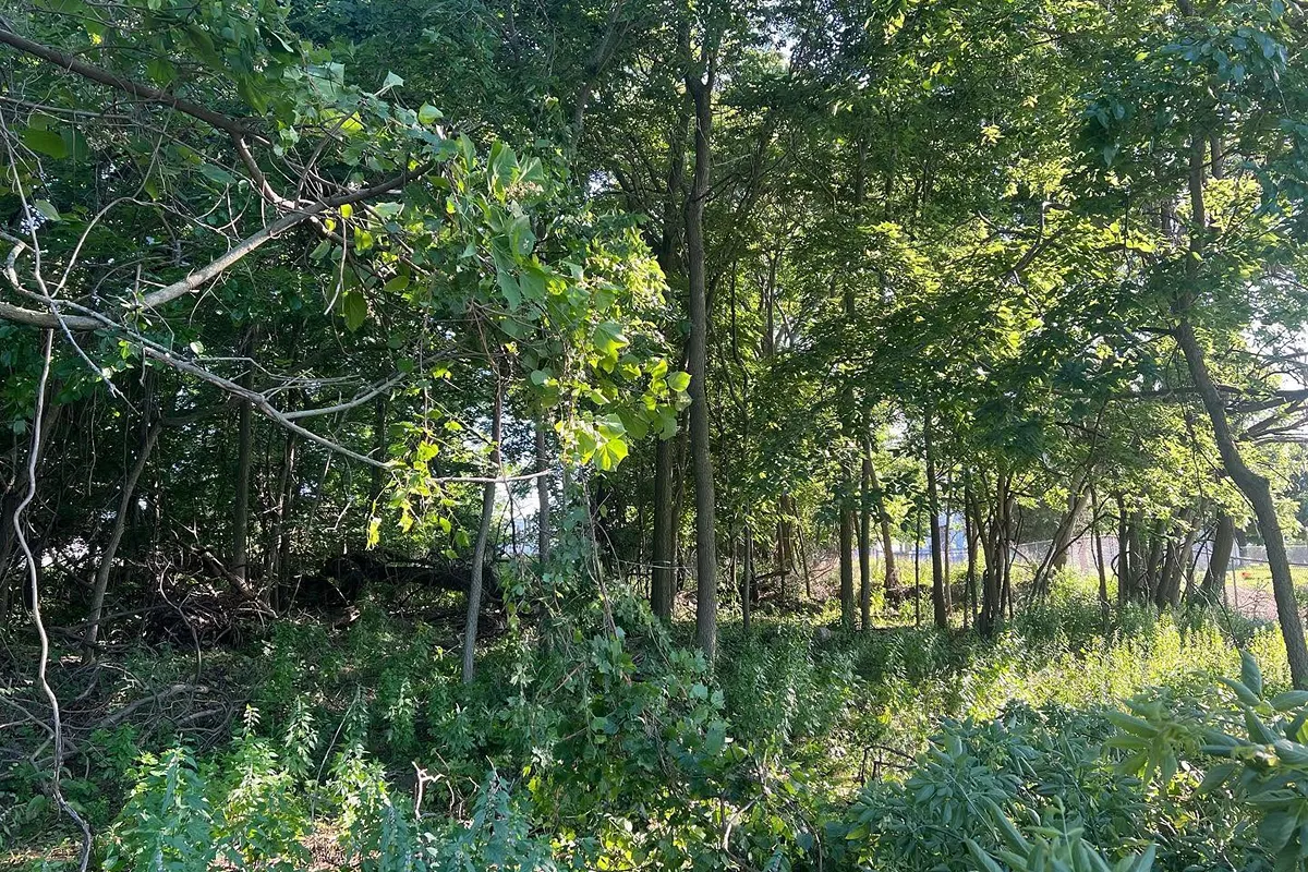 Property before land clearing